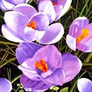 Crocus