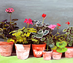 Geraniums