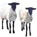 Sheepish