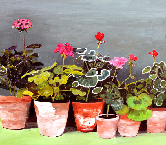 Geraniums