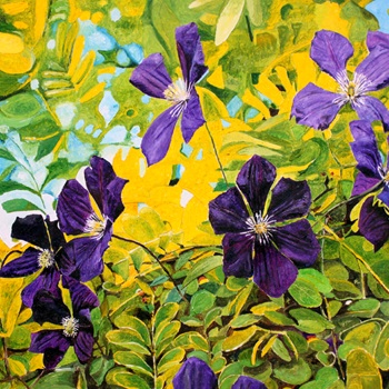 Clematis Clematis