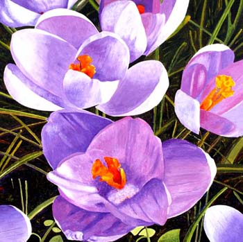 Crocus