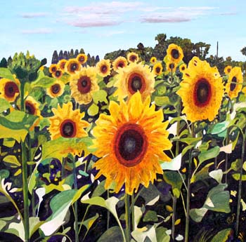 Sunflowers Sunflowers
